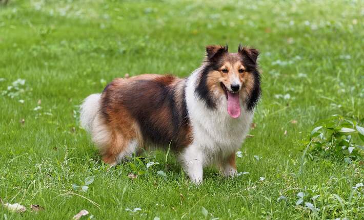 one shetland sheepdog on grass