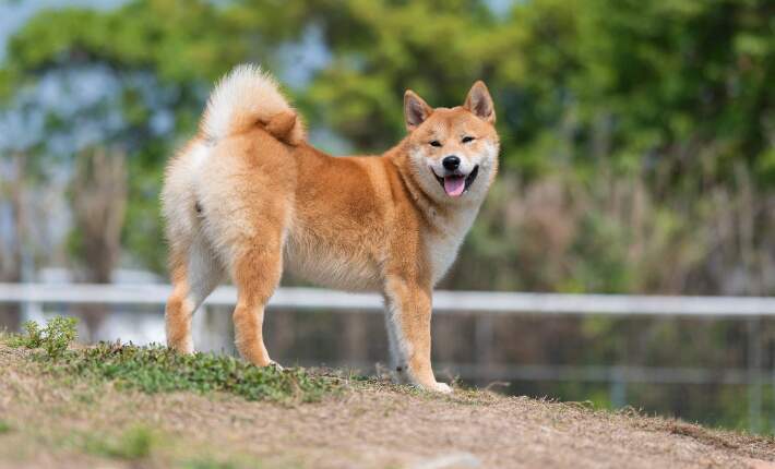one shiba inu dog