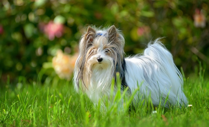 biewer terrier standing on grass