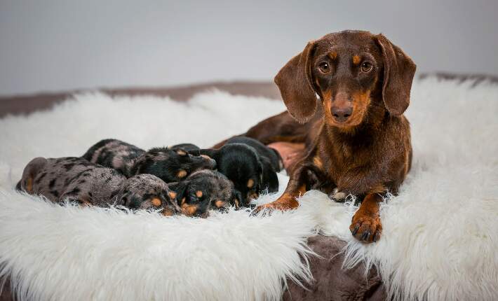 dachshund-with-puppies