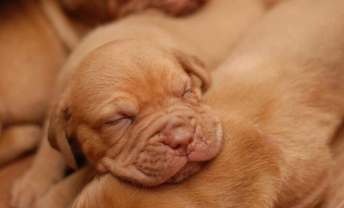 cute newborn puppies