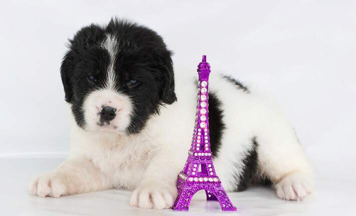 puppy-and-eiffel-tower