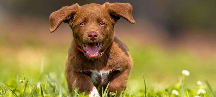 10 True (and Adorable) Puppy Facts 10 True (and Adorable) Puppy Facts