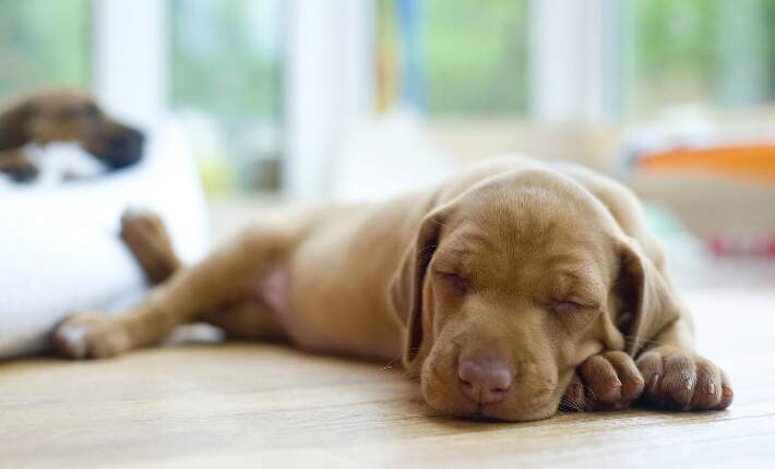 puppy-sleeping