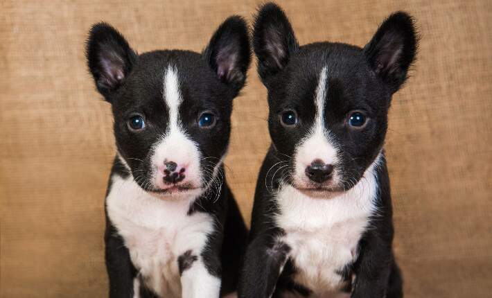 puppy-twins