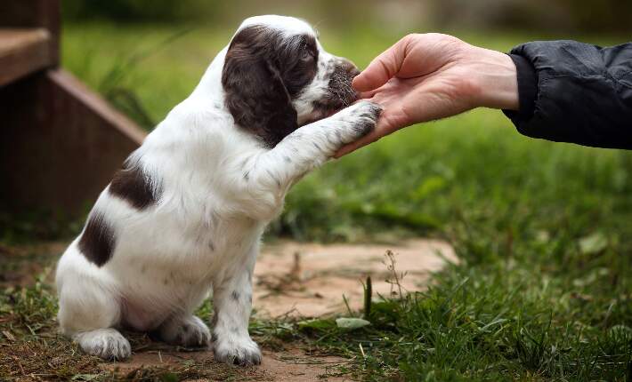 training-puppy