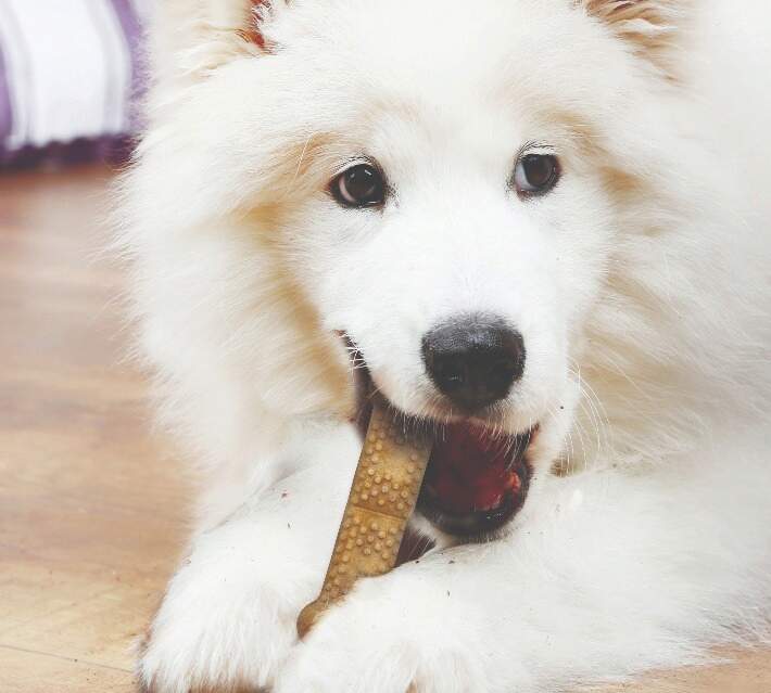 dog eating Natural Nubz treat