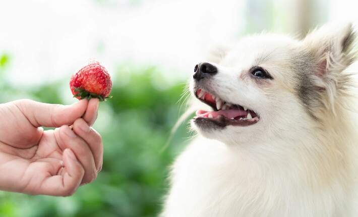 dog eating strawberry