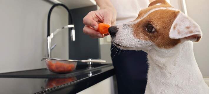woman feeding dog carrot 