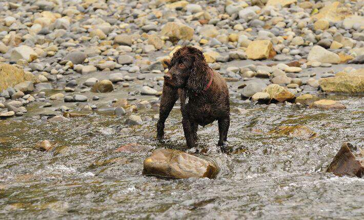 Boykin Spaniel