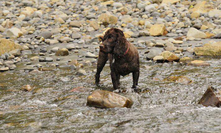 18 Dogs That Love to Swim