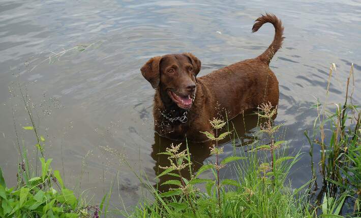 What Dog Breed Am I? Quiz & Fun Facts