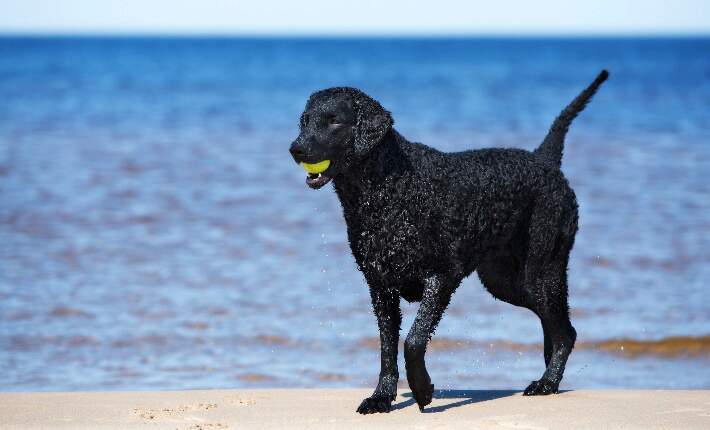 Curly-Coated Retriever