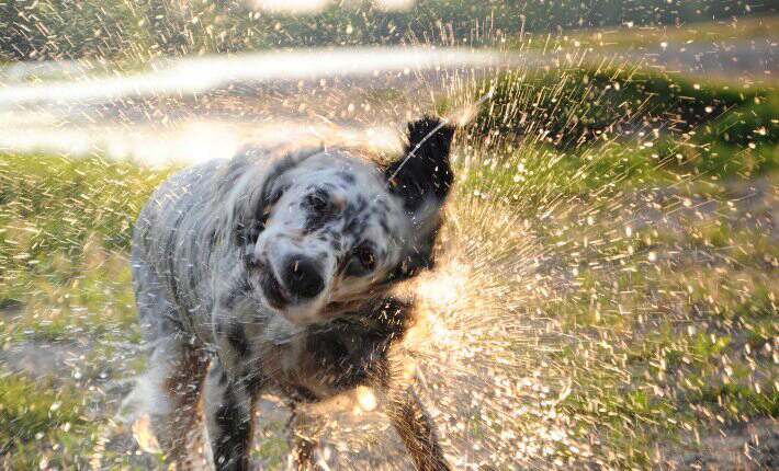 English Setter