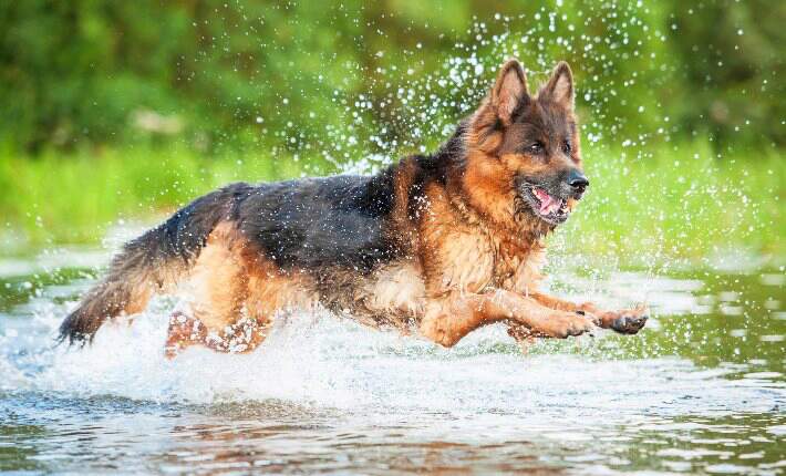 German Shepherd