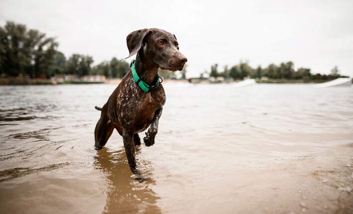 German Shorthaired Pointer