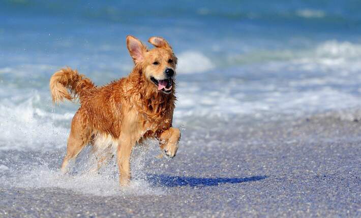 Golden Retriever