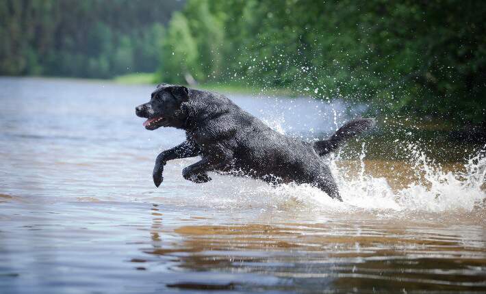 Labrador Retriever