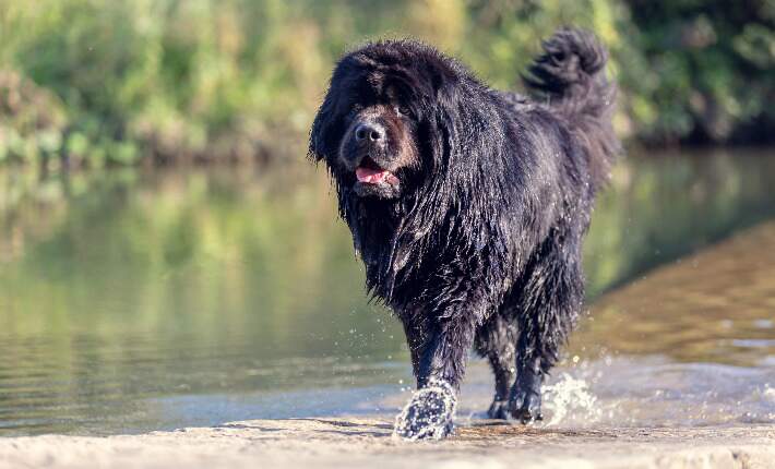 Newfoundland