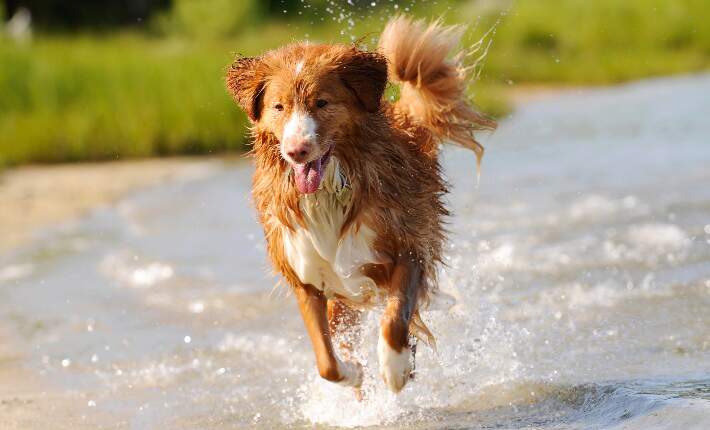 Small dogs sales that like water