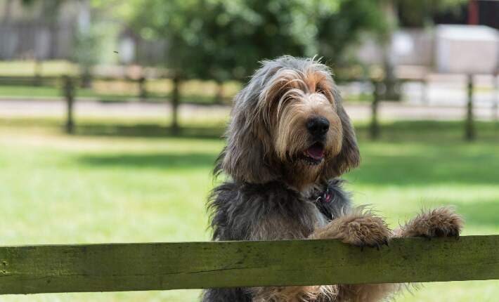 Otterhound