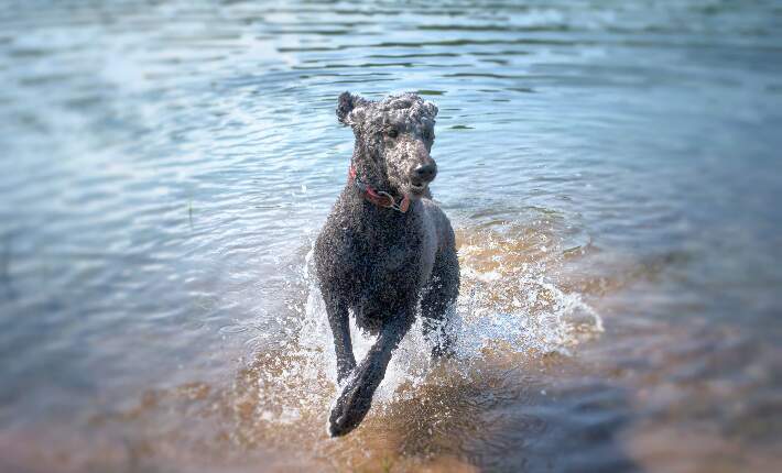 Standard Poodle