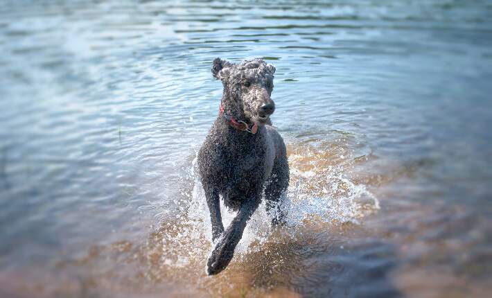 18 Dogs That Love to Swim