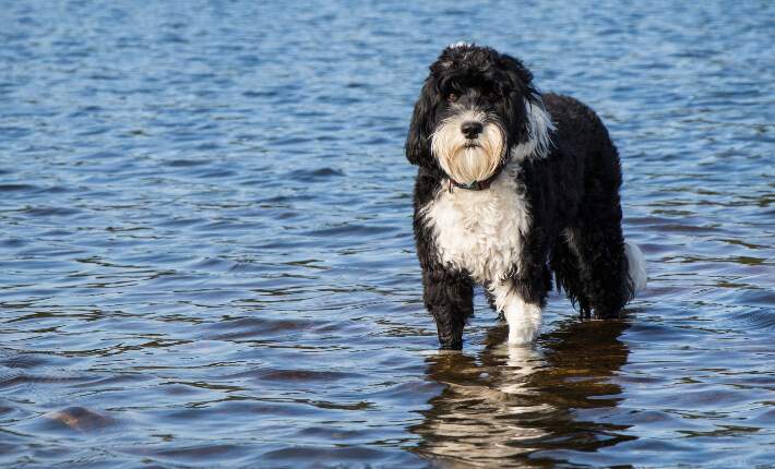 18 Dogs That Love to Swim