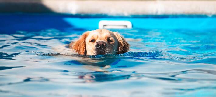 what dog breeds can swim