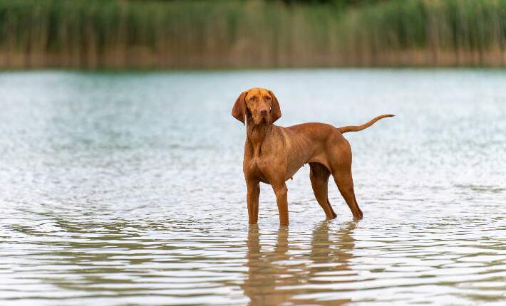 Vizsla