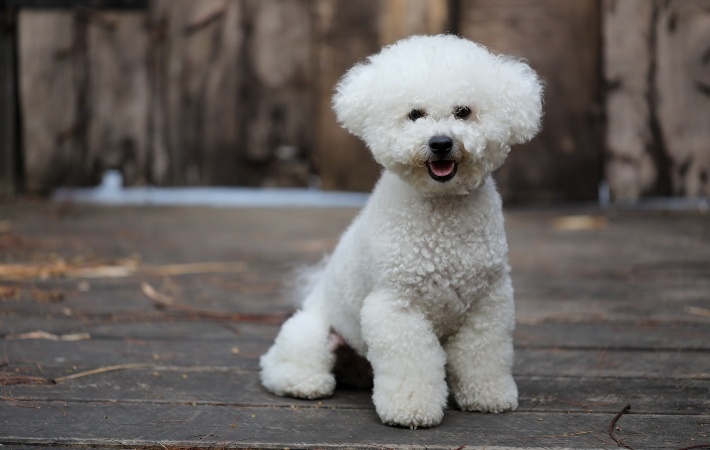 10 Incredible Toy Poodle Facts - A-Z Animals