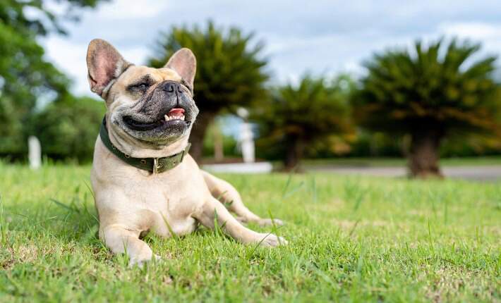 dog panting and lying on grass