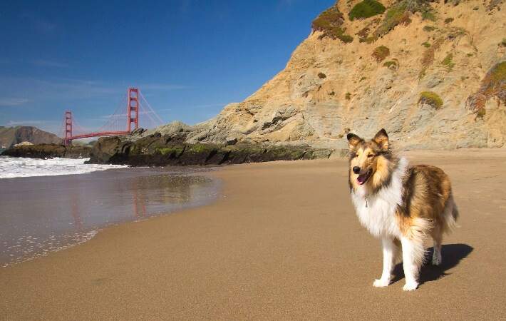 Dog on beach with Golden Gate Bridge in background
