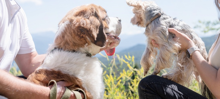 Two people socializing outside with Saint Bernard and Yorkie dogs