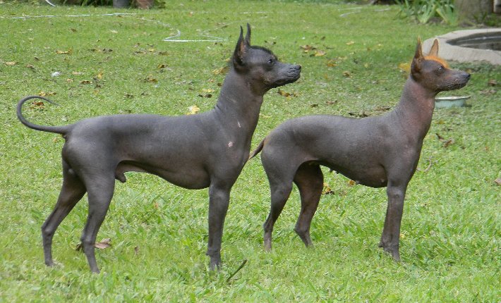 Two Argentine Pila Dogs standing in the grass