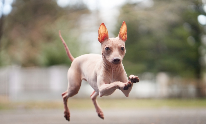 Hairless Terrier jumping outside