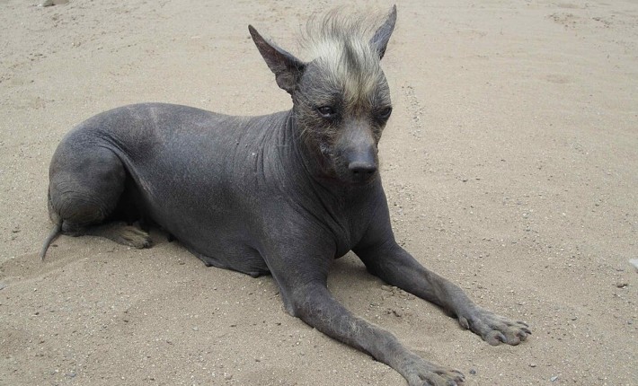 Hairless Khala sitting in sand
