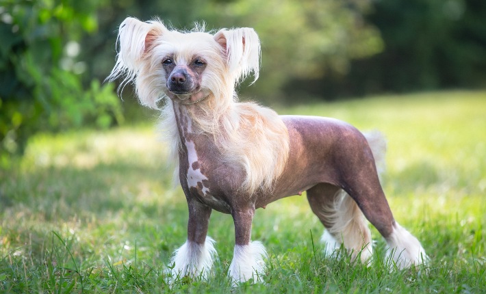 Chinese Crested Dog standing in the grass