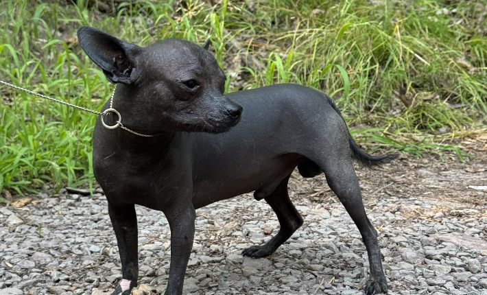 Chihuahua standing outside