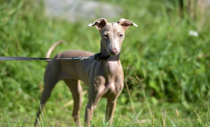 Peruvian Inca Orchid standing in the grass