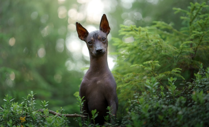 Xoloitzcuintli standing in a forest