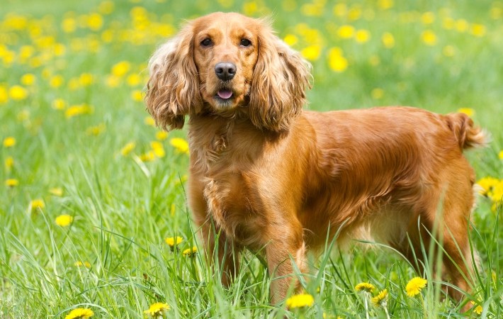 cocker spaniel
