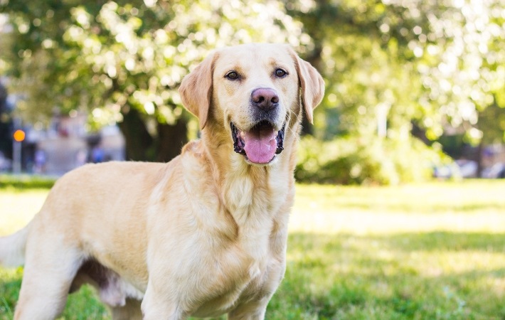 labrador retriever