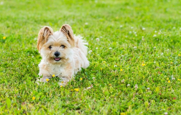 pomeranian dog