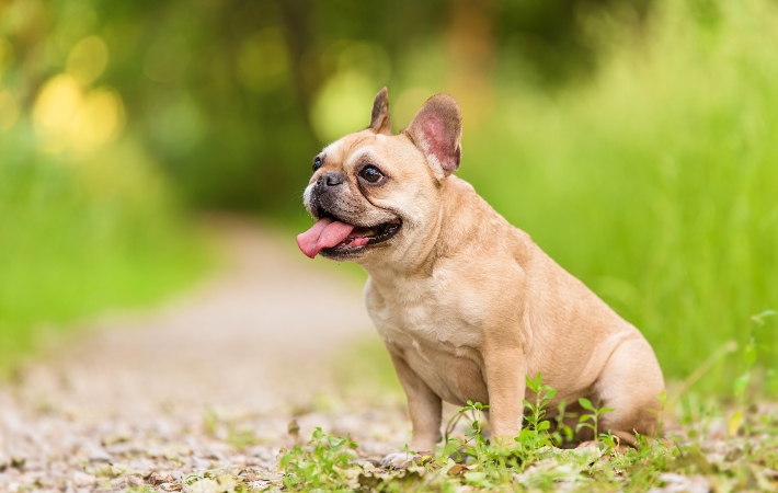 french bulldog