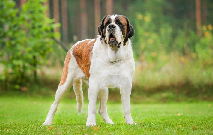 st bernard