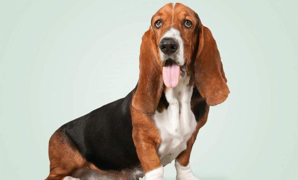 basset-hound