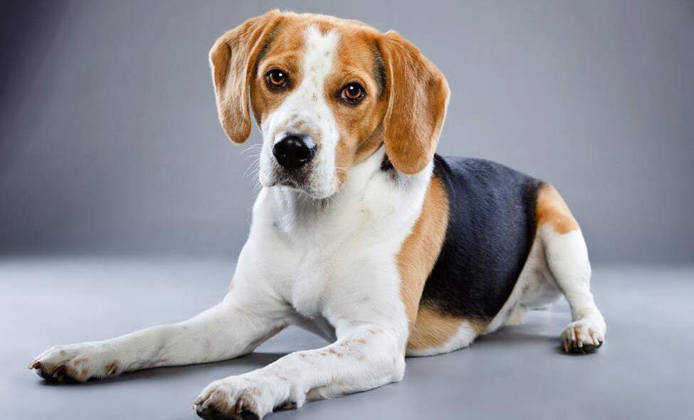 21 Dogs That Are Good with Cats — Best Dog Breeds for Cats