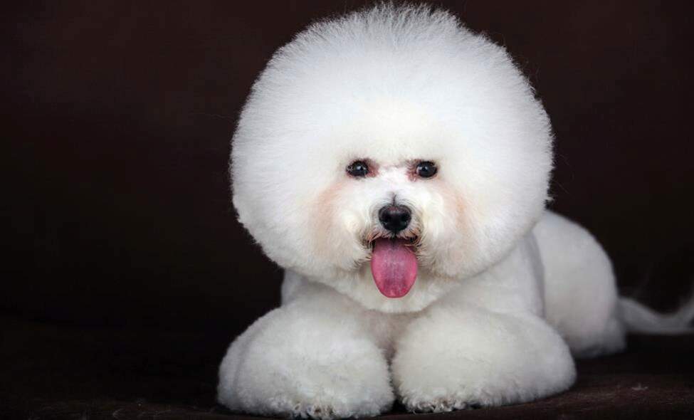 Dogs that are Good with Cats: Finding Canines that Like Felines