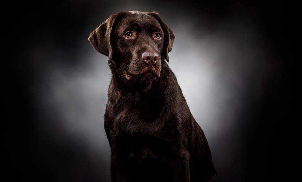 15 Best Types Of Bully Dog Breeds - A-Z Animals